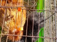 Grajewo ogłoszenia: Sprzedam drób ozdobny:
Bażanty bananowe młode cena 300 zł para... - zdjęcie