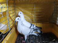 Grajewo ogłoszenia: Sprzedam gołębie widoczne na zdjęciach. Dwa samce żałobne.... - zdjęcie