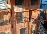 Grajewo ogłoszenia: Sprzedam klatki dla królików . - zdjęcie