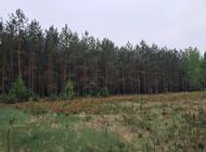 Grajewo ogłoszenia: Sprzedam las sosnowo-brzozowy z gruntem 1,7ha. 
Las 30-letni,... - zdjęcie