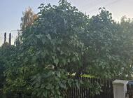 Grajewo ogłoszenia: Oddam drzewo Gruszka i bez do wycięcia w zamian za wycięcie i... - zdjęcie