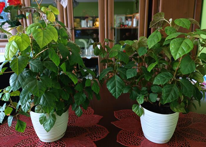 Grajewo ogłoszenia: Sprzedam dwa kwiatki doniczkowe (Cissus Rombolistny ), 42 cm....