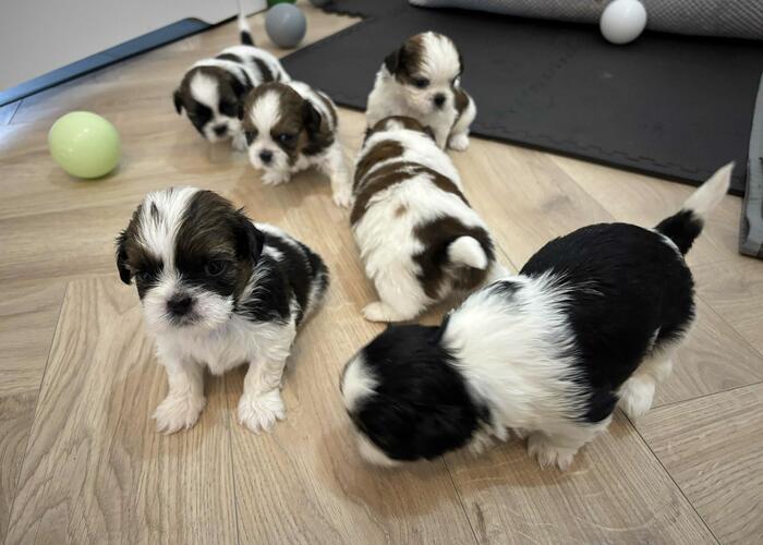 Grajewo ogłoszenia: Szczeniaki szukają nowego domku. Po więcej informacji proszę...