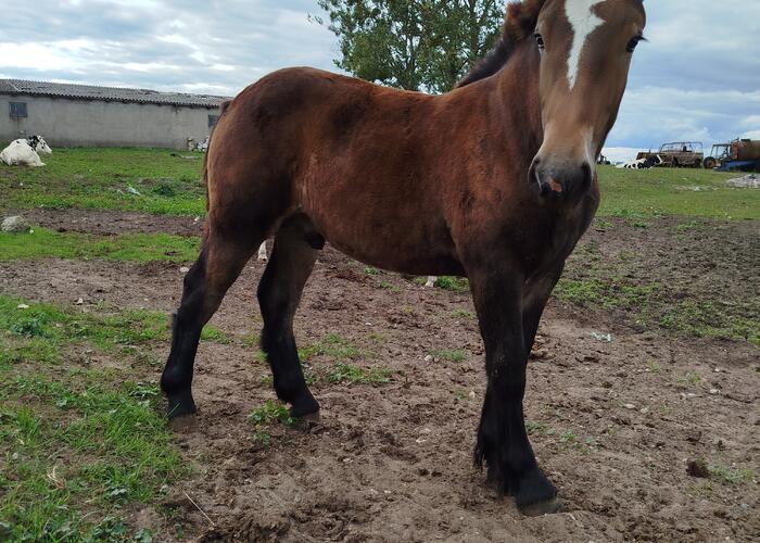 Grajewo ogłoszenia: Witam. Sprzedam ogierka urodziny luty 2025. 
Więcej informacji...