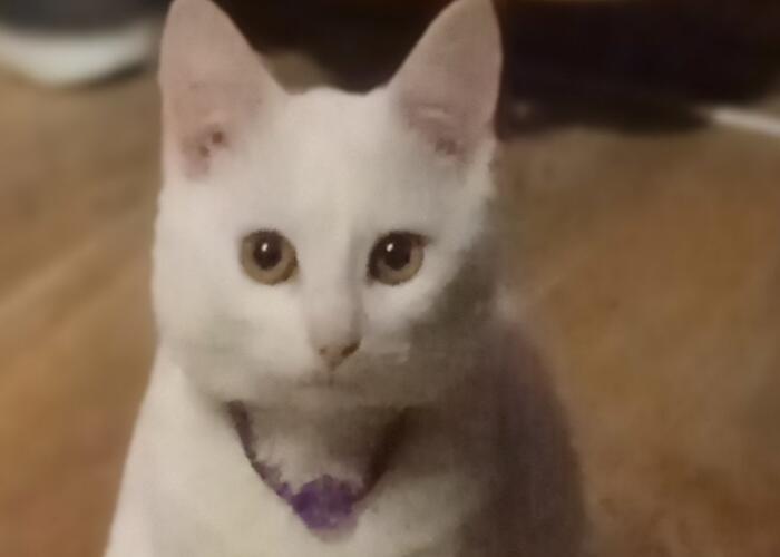 Grajewo ogłoszenia: Zaginął roczny kotek w okolicy Wojewodzina. Jakby ktoś widział...