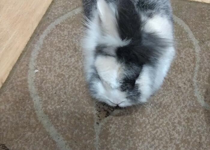 Grajewo ogłoszenia: Oddam królika w dobre ręce razem z klatką