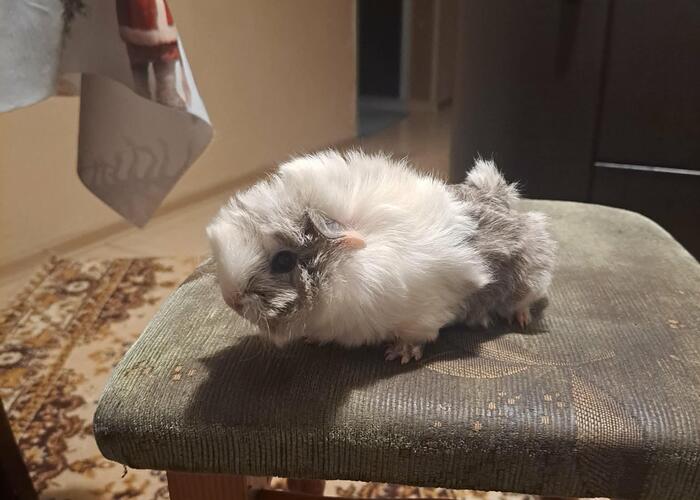 Grajewo ogłoszenia: Sprzedam Świnkę morską Peruwianke. Młody Samiec 100 zł tel...