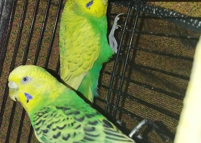 Grajewo ogłoszenia: Papużki nierozłączki oddam za koszty utrzymania. Oddaję za...